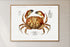Dungeness Crab Vintage Illustration Wall Art Print